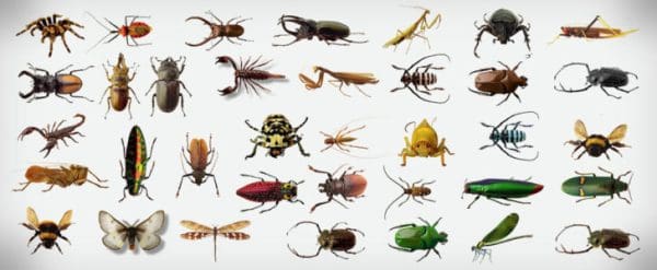 تتزايد أسباب ظهور الحشرات الغريبة في المنزل وطرق التخلص منها