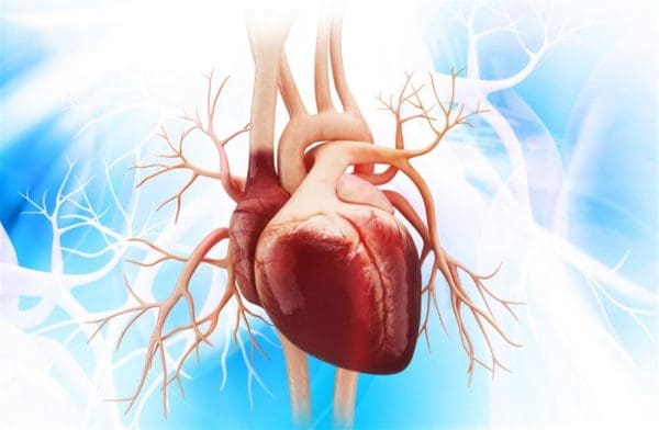 عضلة القلب مشدودة وعلاج اعتلال عضلة القلب زيادة