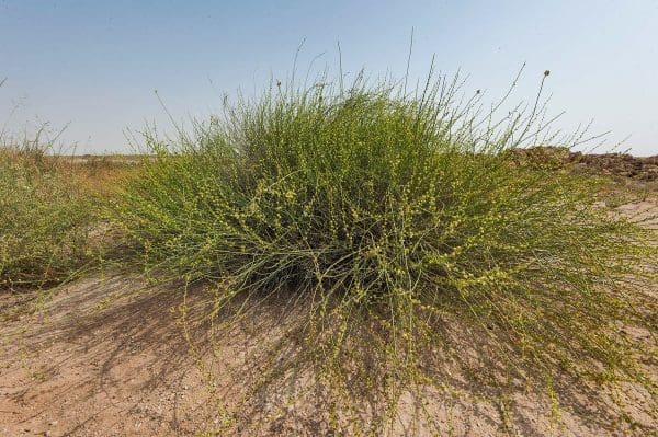 أنواع النباتات الطبيعية في المملكة العربية السعودية ، السعودية ، السعودية ، أربعة