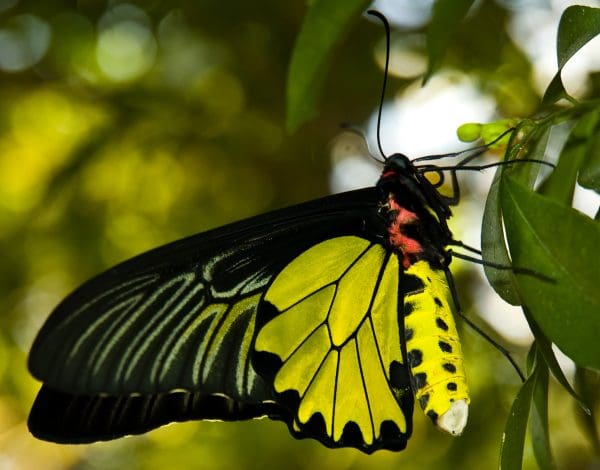 الفراشات والنمل والنحل أمثلة على حشرات تمر خلال دورة حياتها ب