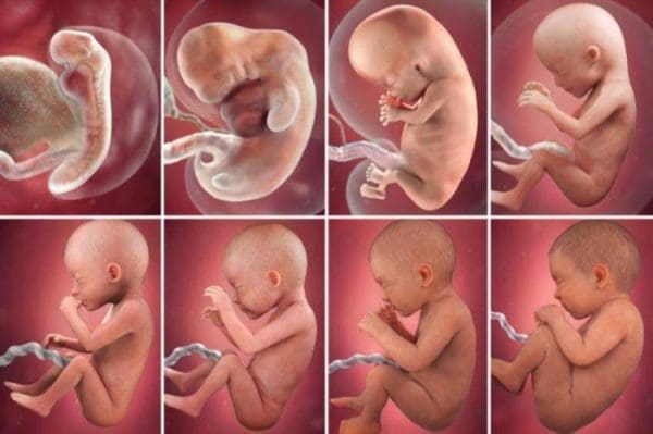 مراحل تكوين الجنين بالصور من أول يوم موقع زيادة