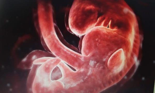 مراحل تكوين الجنين بالصور من أول يوم موقع زيادة